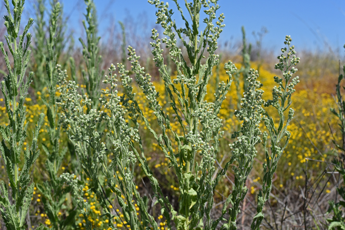 Coulter's Horseweed blooms from April to October and year around in some places. Elevation preferences are sea level to about 5,000 feet or more. Plants are common in fields, stream banks and river bottoms and in disturbed areas. Laennecia coulteri
